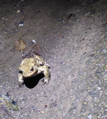 Capture d’écran 2026-02-14 181003.jpg