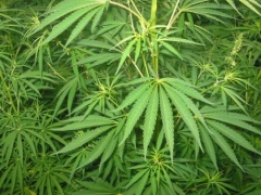 cannabis-8-d60d8.jpg