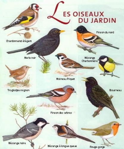 oiseau-jardin-unique-image-oiseau-passereau-liste-oiseaux-de-jardin-belgique-of-oiseau-jardin.jpg